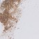 NOVEL Champagne glorious glitter
